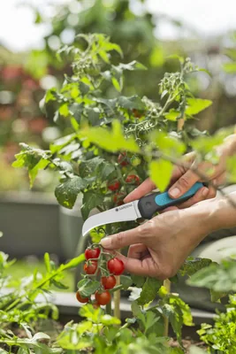 Gardena Cuchillo para cosechar VeggieCut 12211-20 talla 8 cm - 1 unidad – foto 1