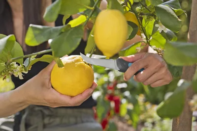 Gardena Cuchillo para cosechar VeggieCut 12211-20 talla 8 cm - 1 unidad – foto 3