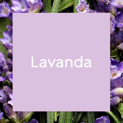 Glade Ambientador Touch & Fresh Lavanda 200 ml - pack de 3 unidades – foto 5