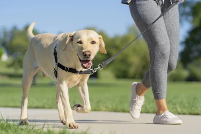 PetSafe Easy Walk Arnés Antitirones para Perros - 1 unidad – foto 3