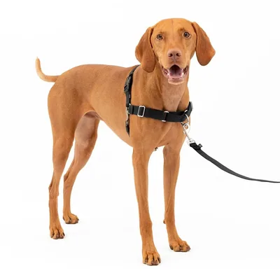 PetSafe Arnés para Perros Easy Walk Antitirones Mediano, Negro