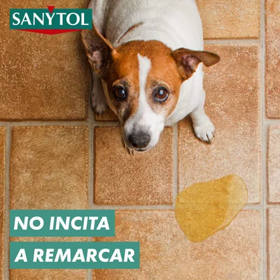 Sanytol Botella Desinfectante Limpiahogar Eucalipto 1200 ml - pack de 8 unidades – foto 4